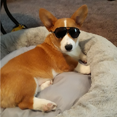 Bentley - Corgi Owner: Griffin/Gray in Dewitt, AR Bentley - Corgi Owner: Griffin/Gray in Dewitt, AR